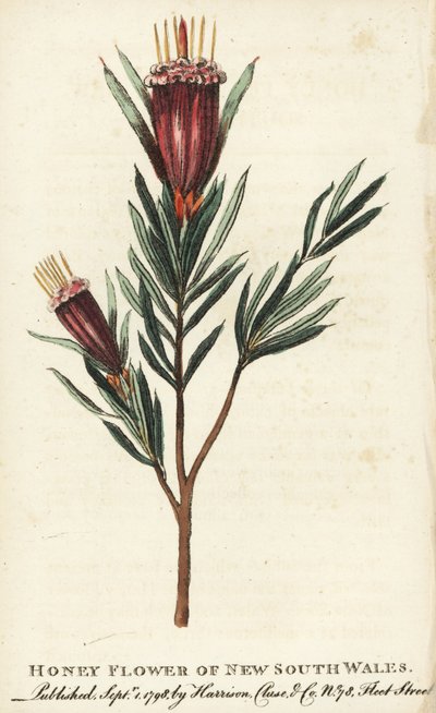 Honningblomst fra New South Wales, Australien. Håndkoloreret kobberstik fra "The Naturalist