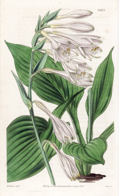 Hosta fra Japan - Hosta sieboldii (Dr. Siebolds funkia, Funkia sieboldiana). Håndkoloreret kobberstik efter en botanisk illustration af Walter Fitch fra William Jackson Hooker