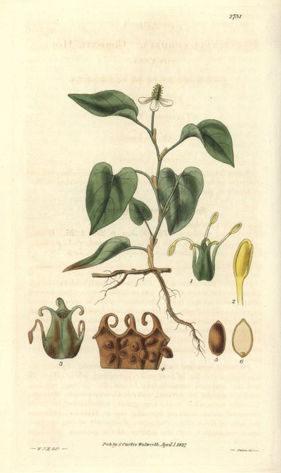 Houttuynia har hvide blomster, med detaljer af frugter, pistil og etaminer. Varieteten er hjemmehørende i Asien. Illustration af Wiliam Jackson Hooker (1785-1865), britisk botaniker og forfatter, professor ved University of Glasgow (Skotland) og redaktør a af Unbekannter Künstler