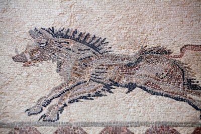 Jagtscene: Et vildsvin - Paphos-mosaikker, Dionysos-huset - Slutningen af det 2. århundrede e.Kr. - Cypern - Jagtscene: Vildsvin i bevægelse - Mosaikker fra Paphos, Dionysos-huset - Slutningen af det 2. århundrede e.Kr. - UNESCO-sted, Cypern af William M. Timlin