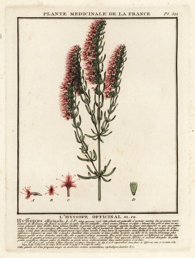 Isop, Hyssopus officinalis. af Unbekannter Künstler