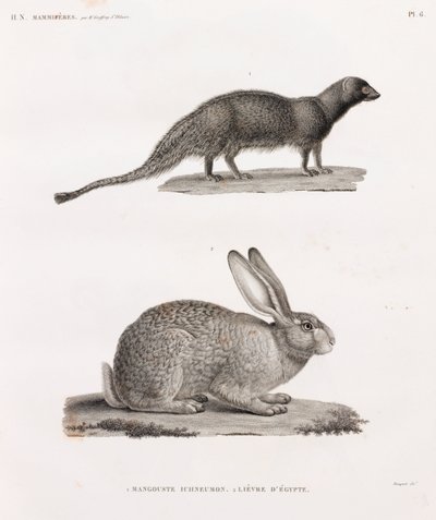 Ichneumon Mongoose & Hare fra Egypten af Unbekannt