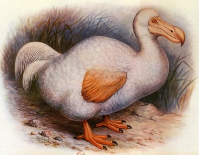 Illustration/Didus solitarius/White Dodo of the Reunion/Solitaire af Unbekannt