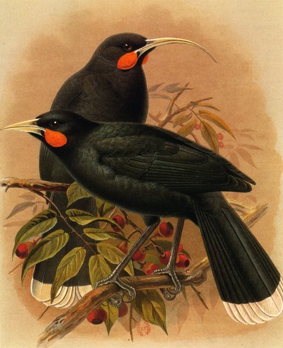 Illustration/Heteralocha acutirostris/Huia dimorphe/Huia af Unbekannt