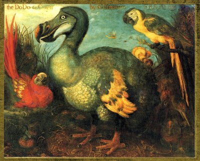 Illustration/Raphus cullulatus/Dodo af Mauritius/Dronte af Unbekannt
