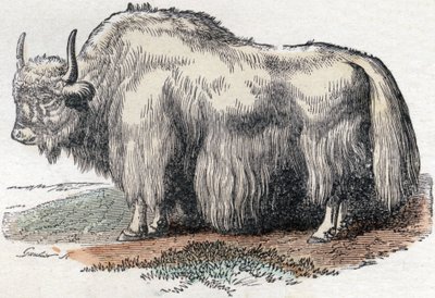 Illustration til "Alfabetet Buffon" af Unbekannter Künstler