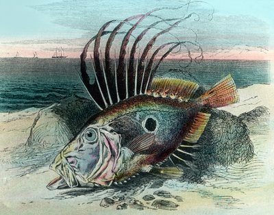 Illustration af en John dory fisk (Zeus faber) af Unbekannter Künstler