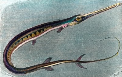 Kuva miekkakalasta (Xiphias gladius) af Unbekannter Künstler