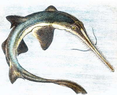 Kuva miekkakalasta (Xiphias gladius) af Unbekannter Künstler