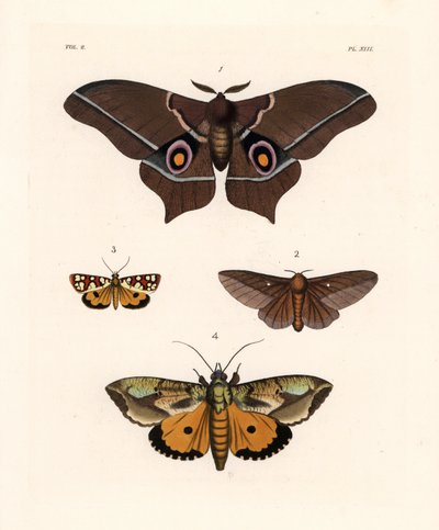Imbrasia epimethea (Saturnia epimethea) 1, rosastribet egevikler, Anisota virginiensis (Dryocampa virginiensis) 2, Crameria aegocera (Aegocera amabilis) 3, og Eudocima materna (Triphaena materna) 4. Håndkoloreret litografi fra John O. Westwood