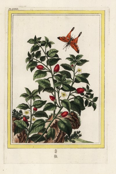 Indien Peber. Peber, Capsicum annuum. Håndkoloreret ætsning fra Pierre Joseph Buchoz 