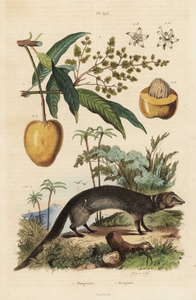 Indisk grå mangust, Herpestes edwardsi 1 og mango, Mangifera indica 2 af Unbekannt