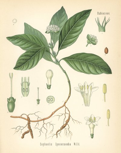 Ipecacuanha, Carapichea ipecacuanha (Cephaelis ipecacuanha). Kromolitografi efter en botanisk illustration fra Hermann Adolph Koehler
