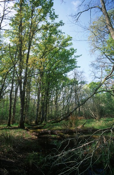 Italien, Latium-regionen, Circeo Nationalpark, dam ved biosfærereservatet af William M. Timlin