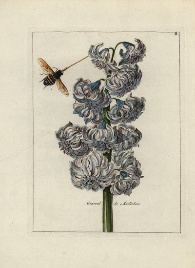 Jacint (eller hyacint), variete general af Maillebois, med en bi - Litografi tilskrevet Paul Theodor van Brussel (1754-1795), forfatter til omslagsbuketten, eller A.Bres., påvirket af Nicolas Robert (1614-1685), udgivet i "Nederlandsch Bloemwerk" (Dut af Unbekannter Künstler