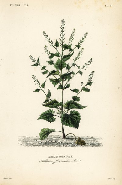 Jack-by-the-hedge eller hvidløg sennep, Alliaria petiolata, Alliaria officinalis, Alliaire officinale af Unbekannt