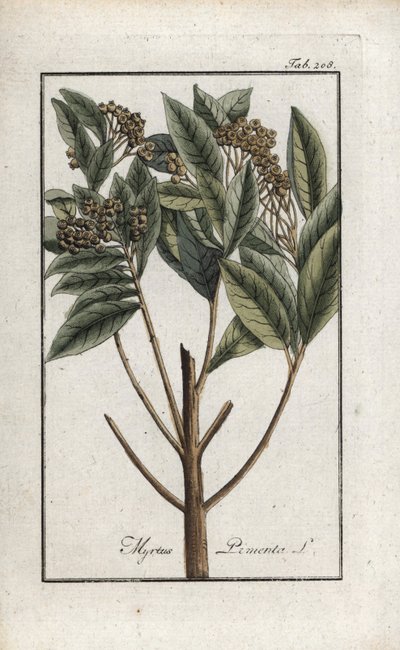 Jamaicansk peber eller fire krydderier eller giroflee-peber (Pimenta dioica). Litografi fra "Afbeelding der Artseny-Gewassen" af Johannes Zorn (1739-1799), Holland af Unbekannter Künstler