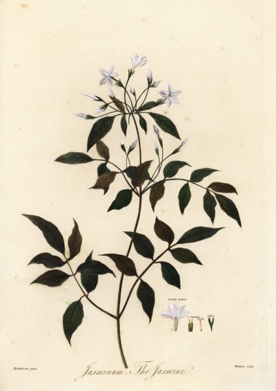 Jasmin, Jasminum officinale. 1805 (gravering) af Unbekannter Künstler
