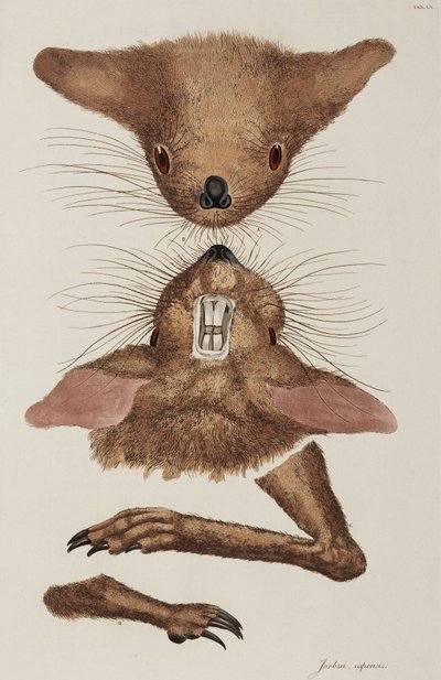 Jerboa af Unbekannter Künstler