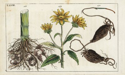 Jordskok (Jerusalem artiskok), Helianthus tuberosus rod af Unbekannter Künstler