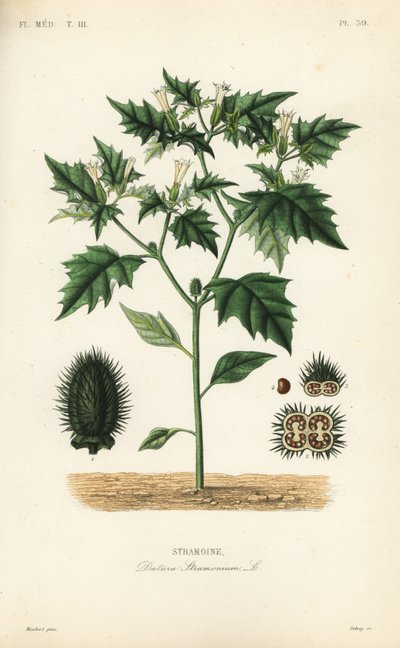 Jimsonweed eller djævlens snare, Datura stramonium, Stramoine af Unbekannt