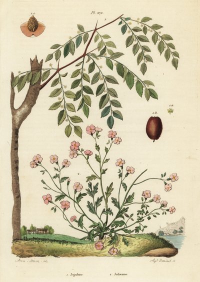 Jujube eller kinesisk daddel, Ziziphus jujuba 1, og Virginia stock, Malcolmia maritima 2 af Unbekannt