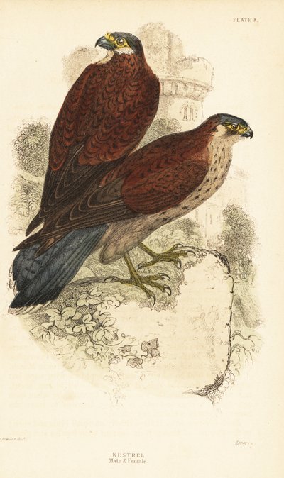 Kestrel, han og hun, Falco tinnunculus, foran en ruine1889 (gravering) af Unbekannter Künstler