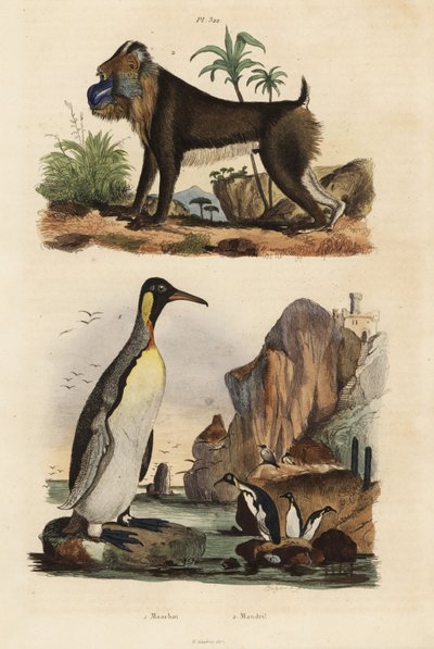 Kongepingvin, Aptenodytes patagonicus 1, og mandrill, Mandrillus sphinx, sårbar, 2 af Unbekannt