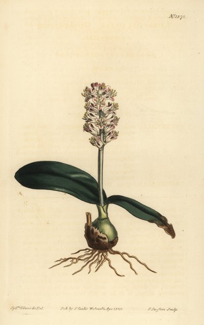 Lachenalia pallida (glansbladede lachenalia, Lachenalia lucida) af Unbekannt