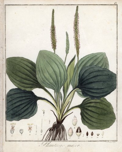 Stor Vejbred eller Vejbred Major (eller Fuglevejbred) - Litografi af F. Guimpel, ekstraheret fra medicinsk botanik af Friedrich Gottlob Haynes (1763-1832), Berlin af Unbekannter Künstler