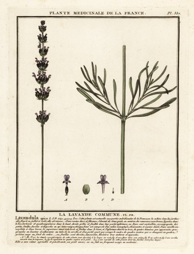 Lavendel, Lavandula angustifolia. af Unbekannter Künstler