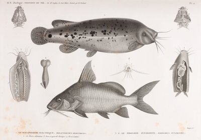 The Electric Malapterure & The Synodont Pimelode af Unbekannt