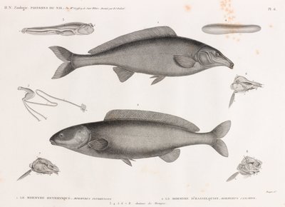 Oxyrhynchus Mormyra & Hasselquist Mormyra af Unbekannt