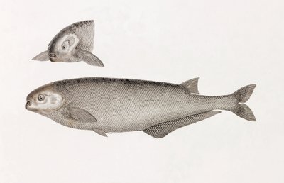 Behbeyts Mormyra af Unbekannt