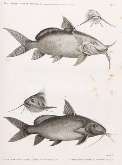 Le Pimedlode Guemel & Le Pimelode Scheilan af Unbekannt