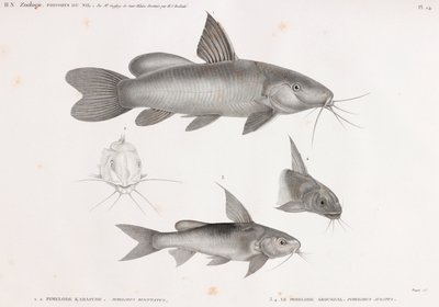 Le Pimelode Karafche og Le Pimelode Aboureal af Unbekannt