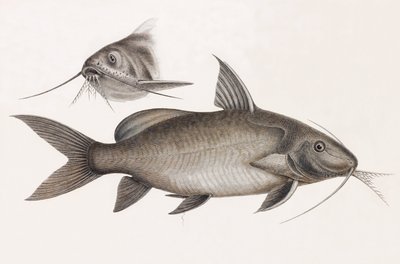 Le Pimelode Scheilan af Unbekannt