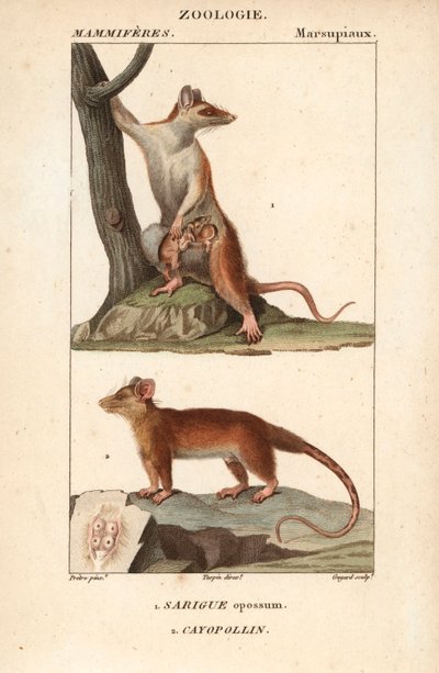 Le sarigue ou opossum et le cayopollin - Eau forte af Jean Gabriel Pretre (1780-1845), graveret af Carnonkel, til naturvidenskabelig ordbog: pattedyr af Frederic Cuvier, redigeret af Pierre Jean Francois Turpin (1775-1840), udgivet af F.G.Levrault, af Unbekannter Künstler