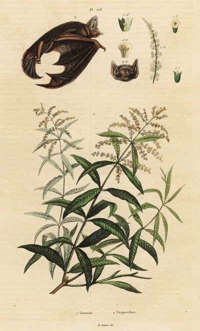 Citronverbena og partifarvet flagermus. af Unbekannter Künstler