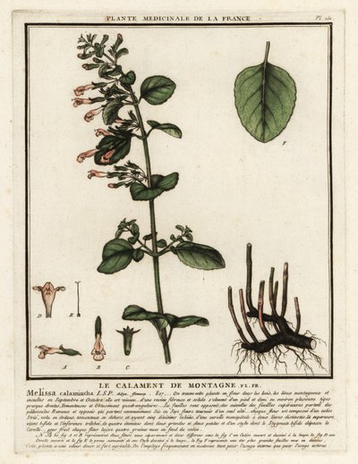 Mindre calamint, Clinopodium nepeta. af Unbekannter Künstler