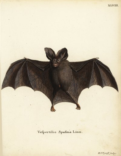 Lille falsk vampyrflagermus, Megaderma spasma. Vespertilio spasma Linn. Håndkoloreret kobberstik af Hermann Jakob Tyroff fra Johann Christian Daniel Schreber