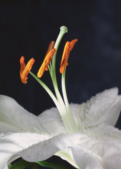 Lily Stamens, 2001 (foto) af Unbekannter Künstler