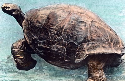 Bor i havet af Unbekannter Künstler