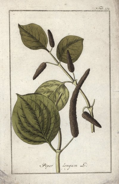 Langt peberfad (Piper longum). Litografi fra "Afbeelding der Artseny-Gewassen" af Johannes Zorn (1739-1799), Holland af Unbekannter Künstler