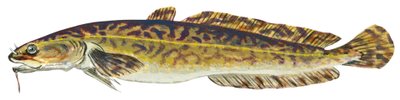 Lotte - Burbot (Lota lota) af Unbekannter Künstler