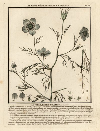 Kærlighed-i-en-tåge. Nigella arvensis. af Unbekannter Künstler