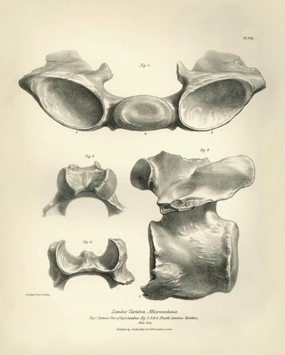 Lændehvirvel fra Macrauchenia, et forhistorisk dyr, fundet af Charles Darwin under hans opdagelsesrejse om bord på Beagle. The Zoology of the voyage of H.M.S. Beagle under the command of Captain Fitzroy during the years 1832 to 1836 edited and superv af Unbekannter Künstler