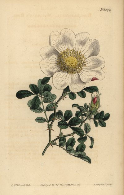 Macartneys rose, Rosa bracteata af Unbekannt