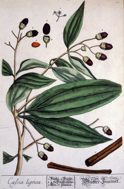 Malabar kanelplante af Unbekannter Künstler