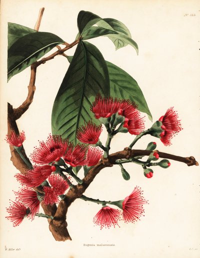 Malaysisk rosenæble, Syzygium malaccense (Eugenia malaccensis). Håndkoloreret kobberstik af George Cooke efter en illustration af William Miller fra Conrad Loddiges